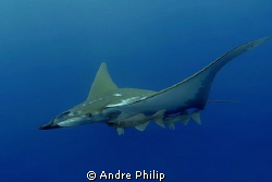 like a jet fighter - mobula with remoras by Andre Philip 